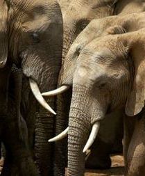 Nielegalna imigrantka stratowana przez słonie