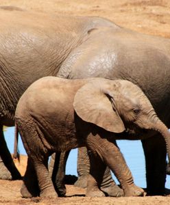 Niecodzienna akcja ratunkowa. Słonie utkwiły w zbiorniku retencyjnym