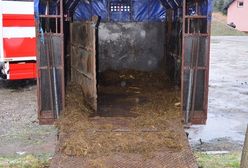 Przewozili konie w strasznych warunkach. Jeden padł z wycieńczenia