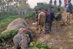 Indie. Słonie, w tym ciężarna samica, weszły na tory. Nie miały szans