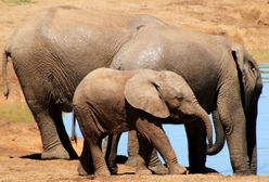 Niecodzienna akcja ratunkowa. Słonie utkwiły w zbiorniku retencyjnym