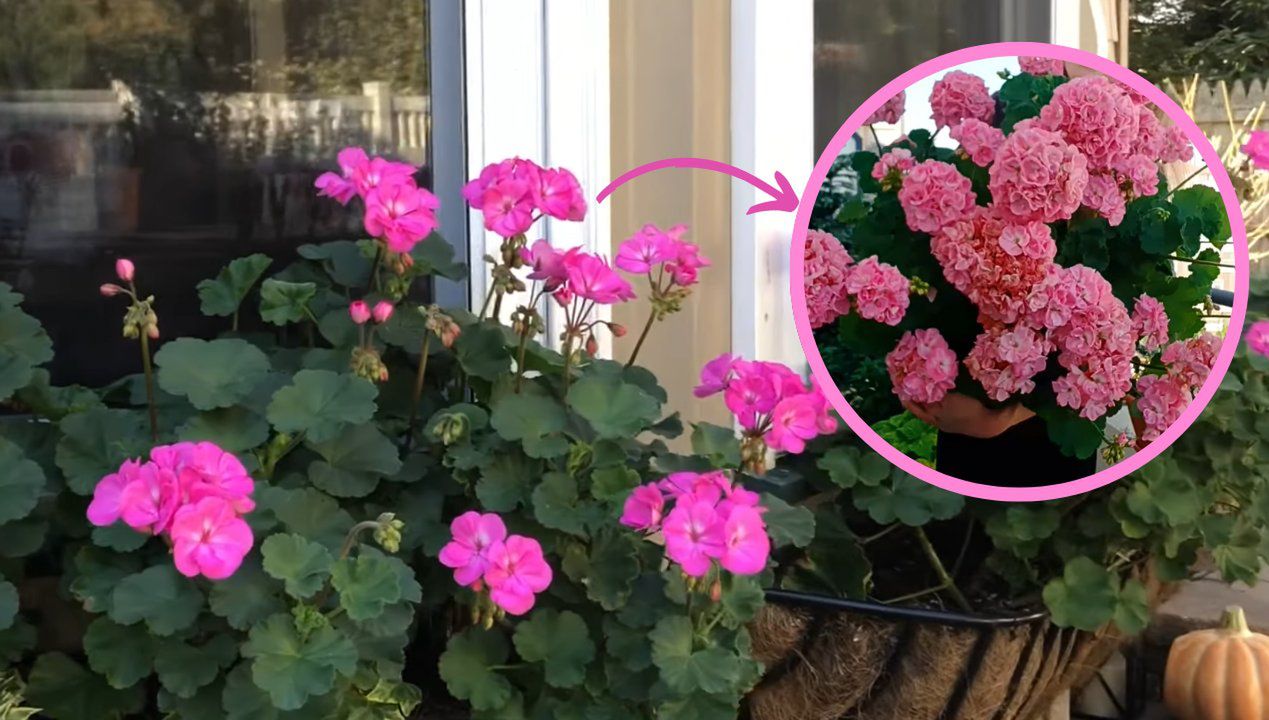 Jak sadzić pelargonię, fot. Youtube/How’sItGrowing, 17m2garden