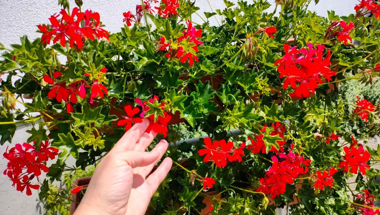 Pelargonie grozy. Specjaliści ostrzegają przed sadzeniem ich na balkonach