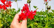 Dodaj 2 łyżeczki do podlewania. Pelargonia zakwitnie na nowo