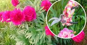 Oto co zrobić z piwoniami, kiedy przekwitną. Jest jedna reguła