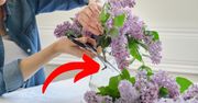 Zrób to, zanim wstawisz bez do wazonu. Dzięki temu postoi znacznie dłużej