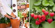 Jak uprawiać truskawki na balkonie? Ten sposób zapewni gigantyczne plony