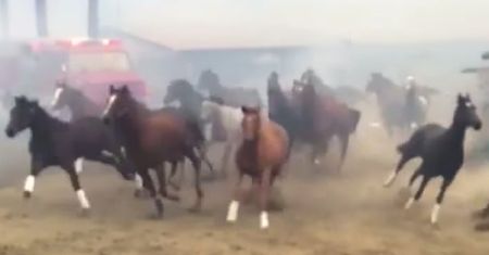 500 koni uciekało przed ogniem. Poruszające wideo