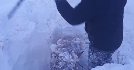 Islandia. Konie całe utonęły w śniegu. Pogoda sparaliżowała wyspę