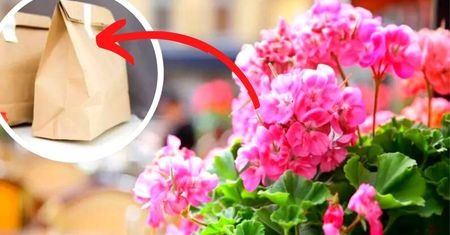Jak zimować pelargonie? Sposób z papierową torbą bije rekordy popularności