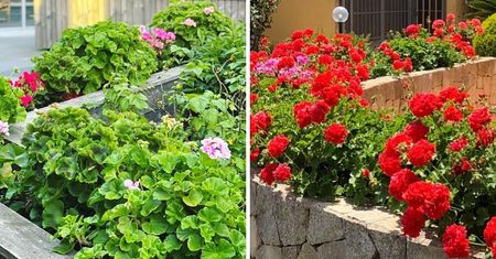 Pelargonie mają piękne, zdrowe liście, ale nie kwitną? Jest tylko jeden powód!