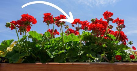 Ta informacja o pelargoniach mi wystarczyła. Nie sadzę już ich na balkonach