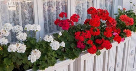 Wlej do wody i podlej pelargonie. Kolorowych kwiatuszków nie będziesz w stanie zliczyć
