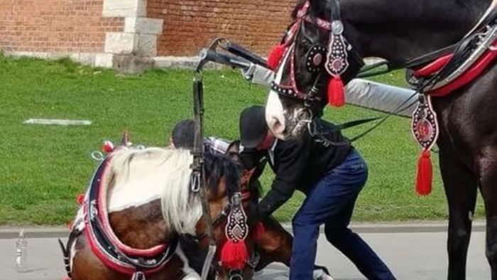 Koń zemdlał na rynku krakowskim