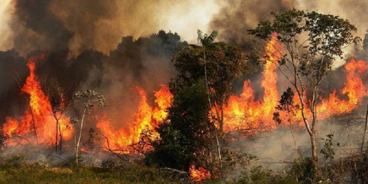 Amazonia jest unicestwiana, aby nas nakarmić - twierdzi szef Amazon Watch