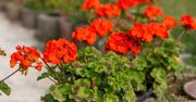Zamiast wyrzucić, zalej wodą i odstaw. Odżywi pelargonie w ogrodzie
