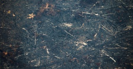 #UgaśmyPłucaŚwiata. Pożar Amazonii. Oto co możesz zrobić, żeby przyczynić się do ocalenia puszczy