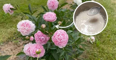 Robię ten wiosenny nawóz i dokarmiam nim piwonie, a latem wręcz uginają się od kwiatów