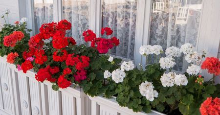 Dodaj do wody i podlej pelargonie. Ich kwiatom nie będzie końca