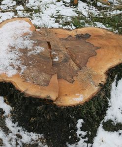 Ćwierć miliona kary za wycinkę drzewa, rolnik jest załamany. "Taka kara?! Można za to kupić mieszkanie"
