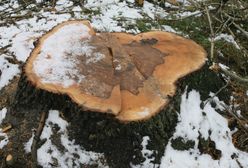 Ćwierć miliona kary za wycinkę drzewa, rolnik jest załamany. "Taka kara?! Można za to kupić mieszkanie"