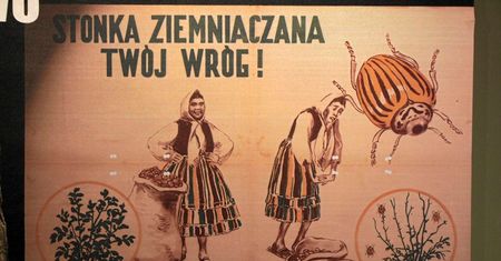 Jak komuna ze stonką walczyła