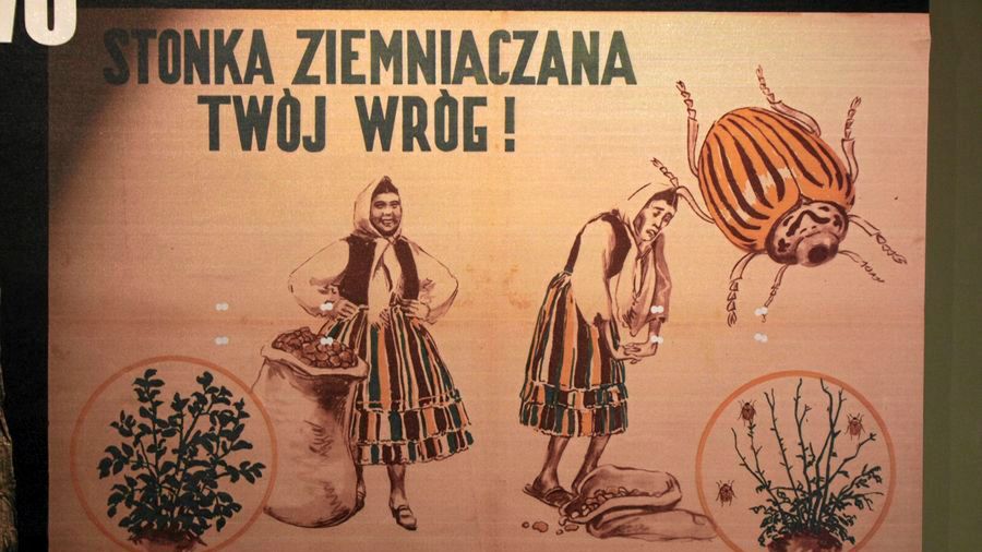 Obraz