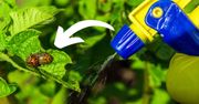 Spryskaj tym ziemniaki, a stonka zniknie. To naturalny sposób na pozbycie się szkodników