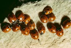 Litwa produkuje domki dla angielskich biedronek