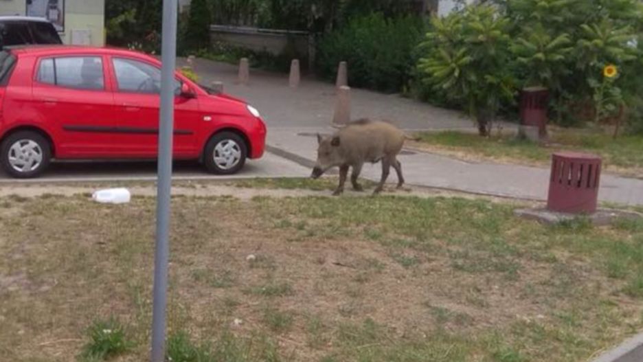 Zwierzę wzbudziło zainteresowanie, ale też obawy mieszkańców Jelonek.