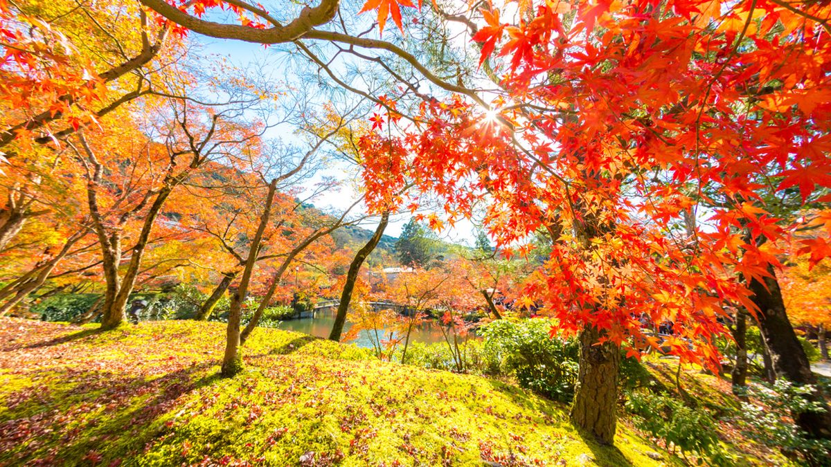 Równonoc jesienna w Google Doodle. Pierwszy dzień jesieni – 23 września 2019. 