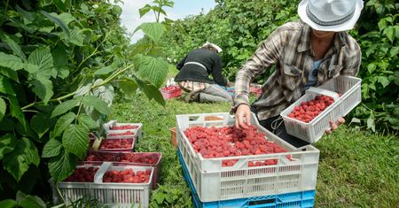Ściągamy najbardziej pracowitych imigrantów w Europie. Co piąty na samozatrudnieniu