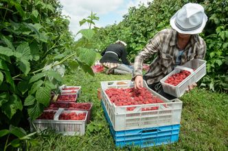 Ściągamy najbardziej pracowitych imigrantów w Europie. Co piąty na samozatrudnieniu