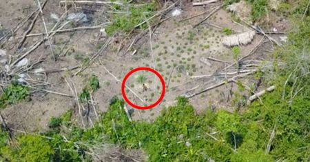 Dron nagrał izolowane amazońskie plemię