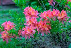 Piękny, kwitnący krzew do ogrodu – azalia japońska