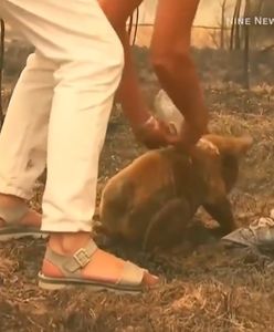 Australia w ogniu. Tragiczne doniesienia dot. koali Lewisa