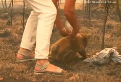 Australia w ogniu. Tragiczne doniesienia dot. koali Lewisa