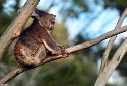 Setki misiów koala spłonęły w pożarze. "Narodowa tragedia"