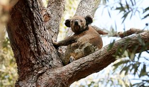 Australia. Miś koala płakał z bólu. Wzruszające wideo poruszyło internautów