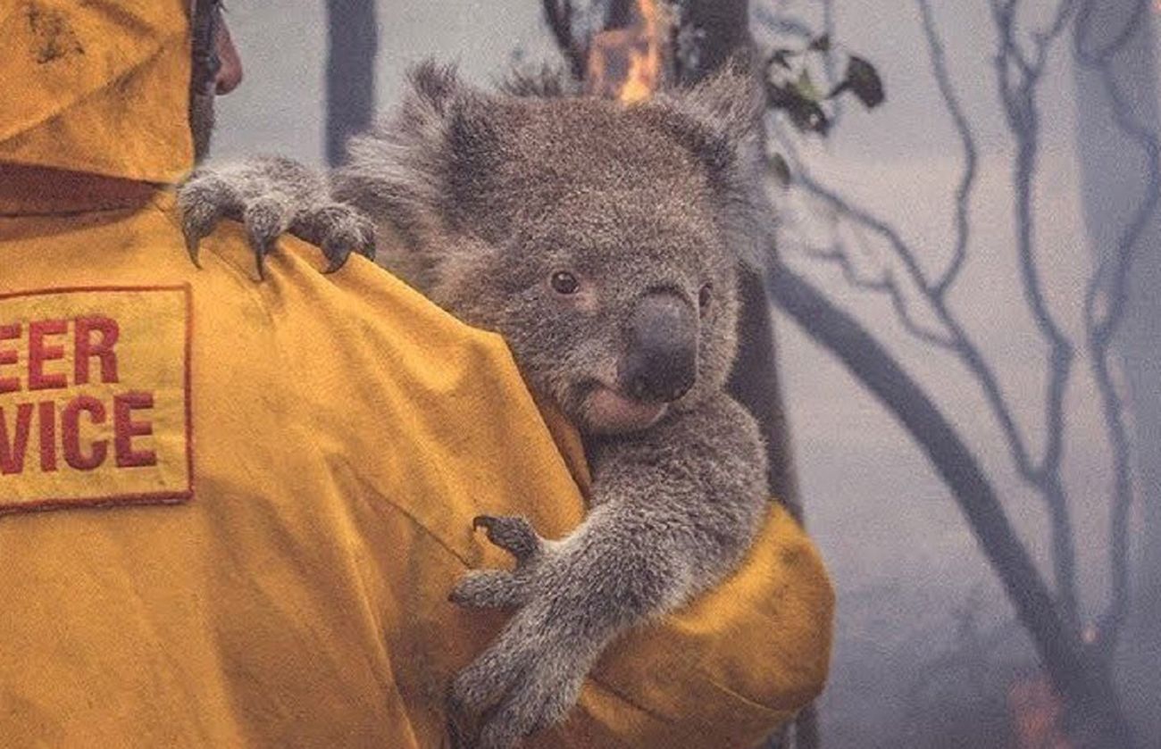 Australia. W pożarach zginęło już miliard zwierząt