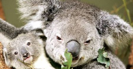 W australijskiej wersji South Parku zamiast sondy analnej będzie miś koala