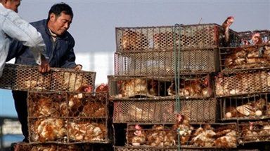 Dotychczas w Chinach wykryto 24 ogniska ptasiej grypy