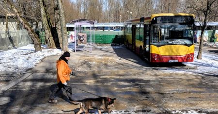 Dali zwierzętom autobus. "Nauczą się korzystać z komunikacji miejskiej"