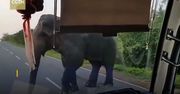 Słoń "obrabował" autobus. Pasażerowie musieli oddać banany