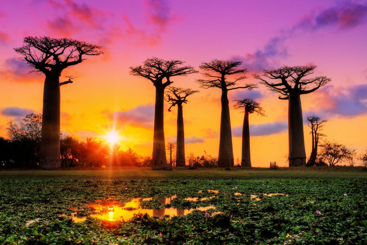 Urodowy sekret z Afryki. Olej z nasion „drzewa życia”