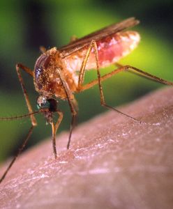 W Azji rozprzestrzenia się "super-malaria". Naukowcy biją na alarm