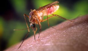 W Azji rozprzestrzenia się "super-malaria". Naukowcy biją na alarm