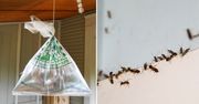Domowe pułapki na insekty. W kilka chwil pozbędziesz się robactwa