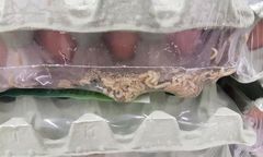 Jaja z larwami na półkach. Kontrola sanepidu w Leclercu