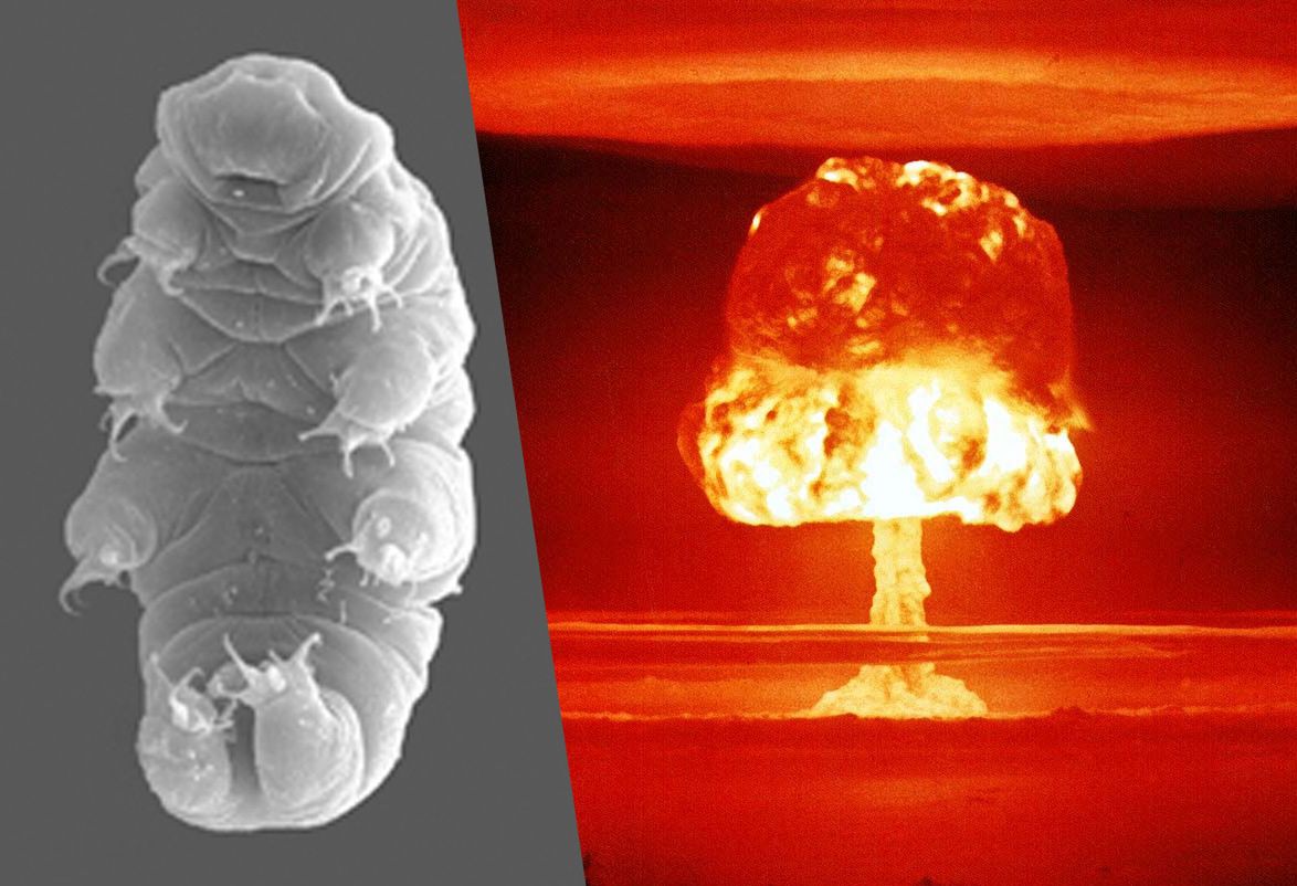 Te robaki przetrwają nawet wybuch atomówki